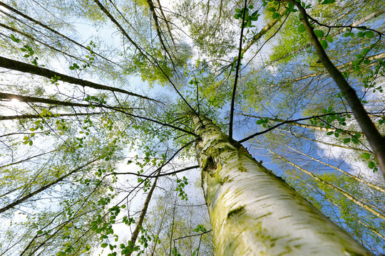 PHOENIX group adopts climate target for its own business operations